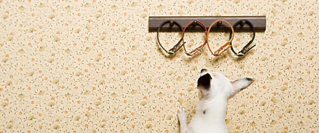 A small white dog stands on its hind legs, looking up at a row of four dog leashes hanging on a wall-mounted rack. The wallpaper features a floral pattern with small orange flowers and green leaves, almost like an intricate background slide in a PowerPoint presentation.